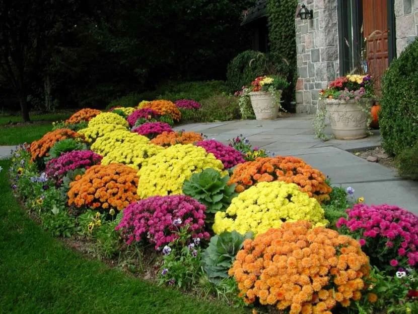 Осенние цветы: какие популярные виды и сорта будут радовать вас до холодов
